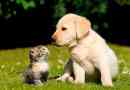 Какво трябва да знаете, когато купувате кученце на labrador retriever?